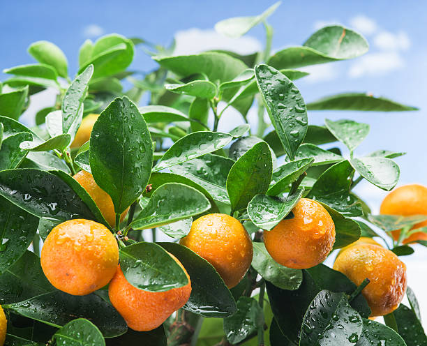 istock Ripe tangerine fruits on the tree. 639655178