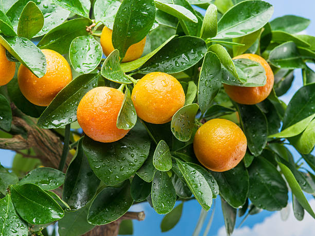 istock Ripe tangerine fruits on the tree. 639655194