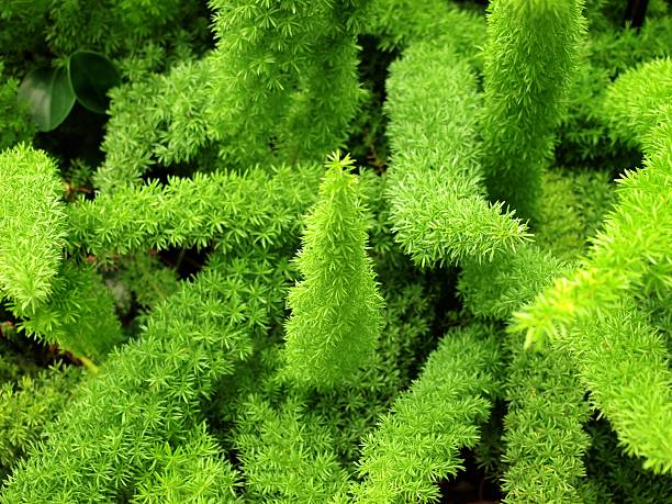istock Green leaf wallpaper / green background 639655814