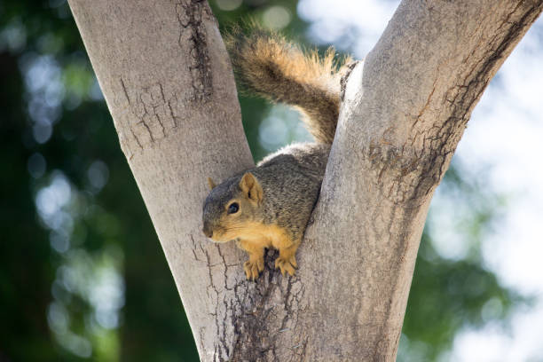 Western Squirrel stock photo