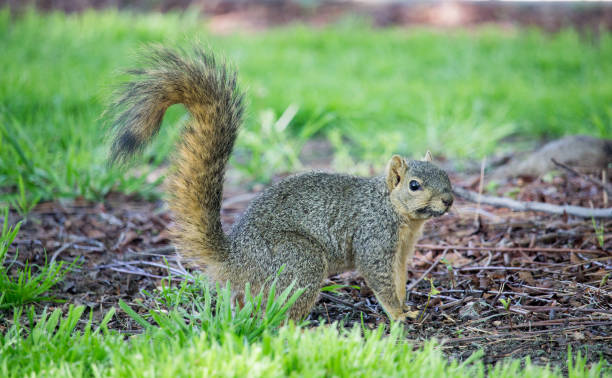 Western Squirrel stock photo