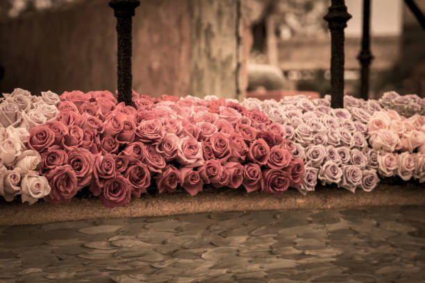 Dark and lovely roses stock photo