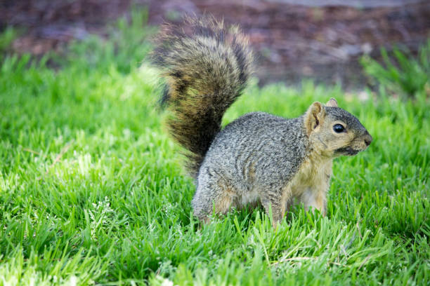 Western Squirrel stock photo