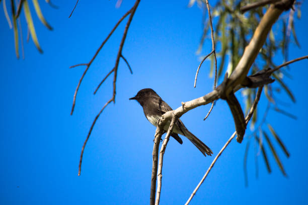 Bird in the sky stock photo