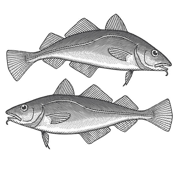 Bacalao Vectores Libres de Derechos - iStock Bacalao Vectores Libres de Derechos - iStock