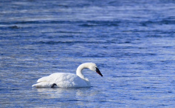 istock Trumpeter Swan Floating Idaho USA 02 639657162