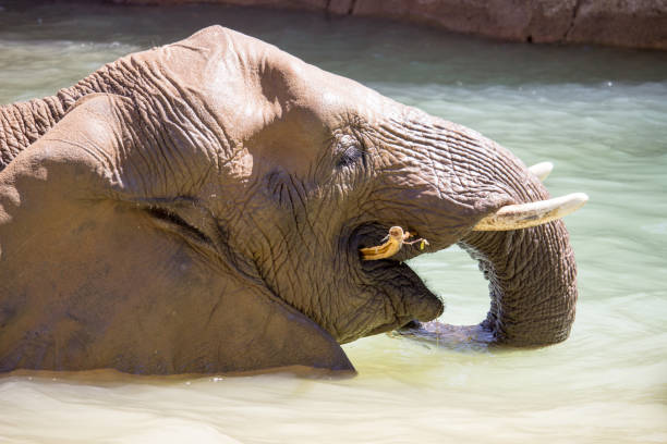 African Elephant stock photo