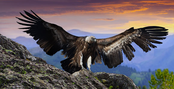 big gyps carnivore bird with opened wings flying with mountings and rocks on background