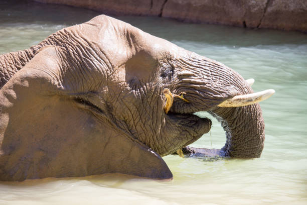 African Elephant stock photo