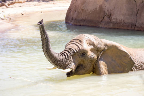 African Elephant stock photo