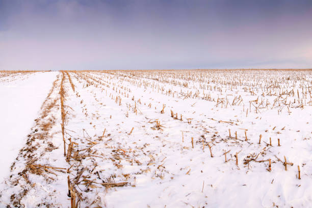 campo di mais raccolto sotto la neve - corn snow field winter foto e immagini stock