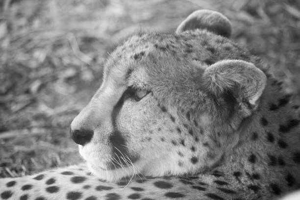 istock African Cheetah 639658288