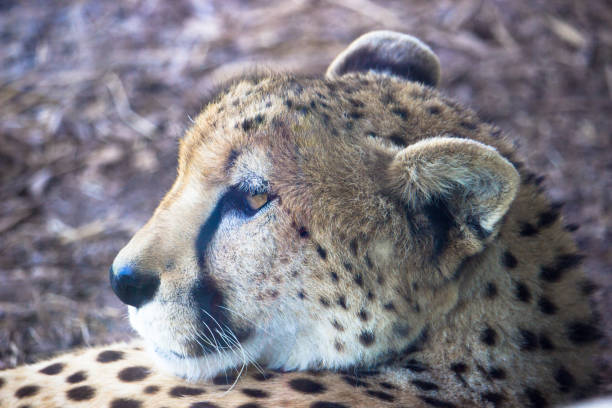 istock African Cheetah 639658338