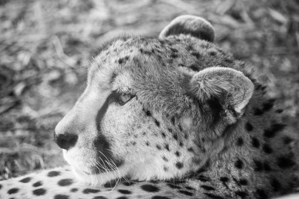 African Cheetah stock photo