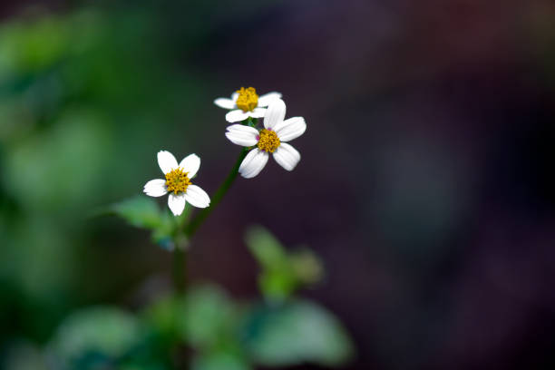 Buttercup