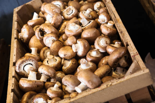 istock mushrooms in store 639658956
