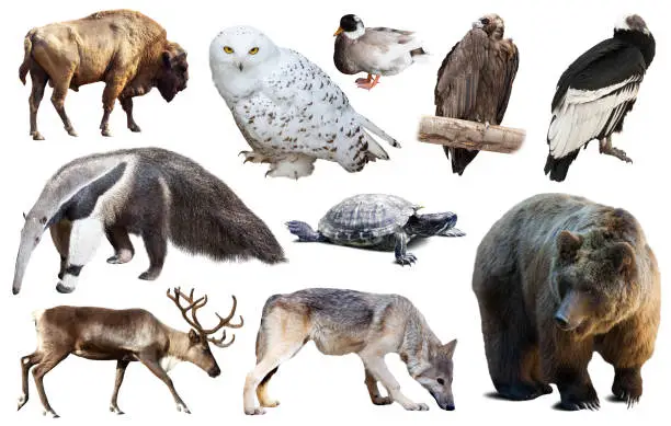 Set of various north american wild animals including birds and mammals isolated on white
