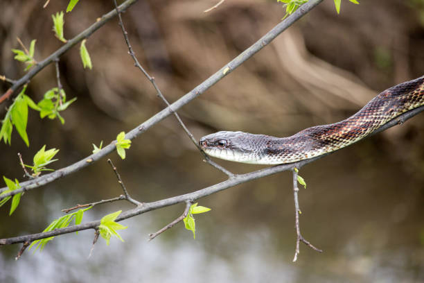 istock Western Cottonmouth 639659864