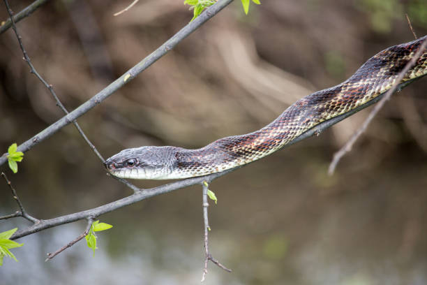 istock Western Cottonmouth 639659900