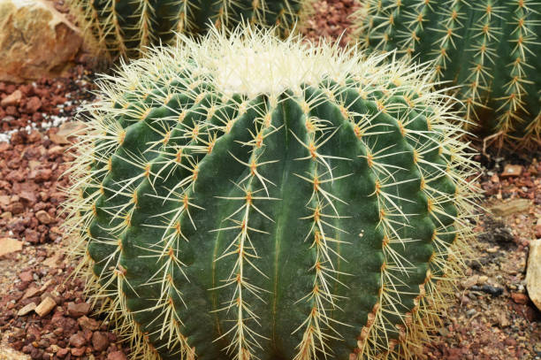 istock cactus in desert,cactus Nature green background 639660230
