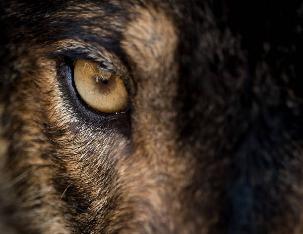 istock Eye of iberian wolf (Canis lupus signatus) 639661346