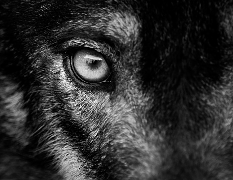 Eye of iberian wolf (Canis lupus signatus). Fearless, free, wild, ambush and willpower concepts.