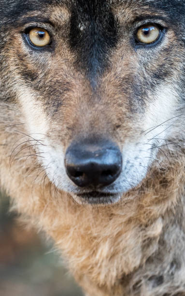 istock Male iberian wolf (Canis lupus signatus) portrait 639661354