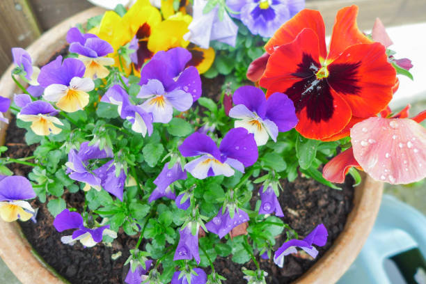 istock colorful flowers in the pot 639661976