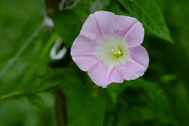 istock Calystegia japonica 639663338
