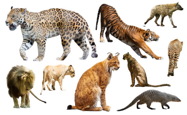 istock Set of wild mammals isolated over white 639663940
