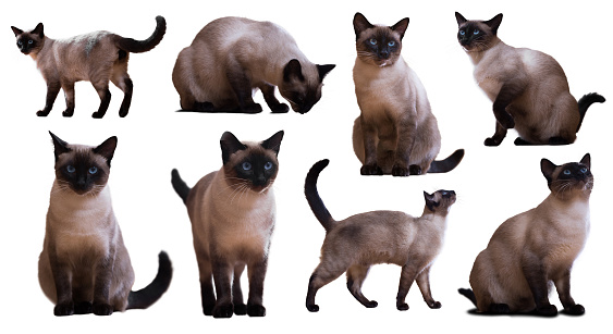 Set of Adult Siamese cats, isolated on white background