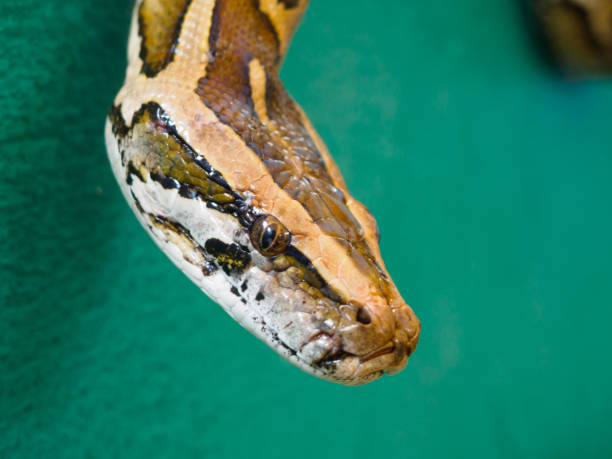 istock Close up head of Burmese python at Songkhla Thailand 639664308