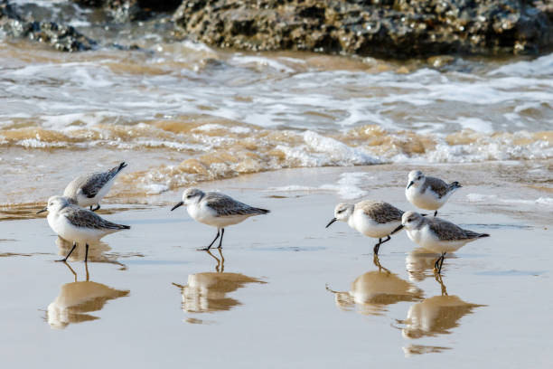 small group of Sandpipers (sanderlings) on the California beach. Small group of Sandpipers (Sanderlings) looking for food on the shore at Crystal Cove State Park in Laguna Beach, California sanderling calidris alba stock pictures, royalty-free photos & images
