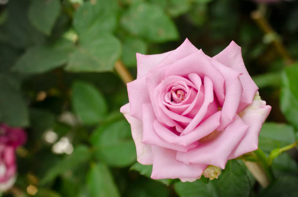 istock Red Rose beautiful for Valentines Day background 639667460