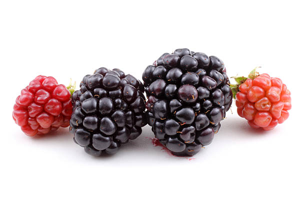 istock Ripe and unripe blackberries 639668276