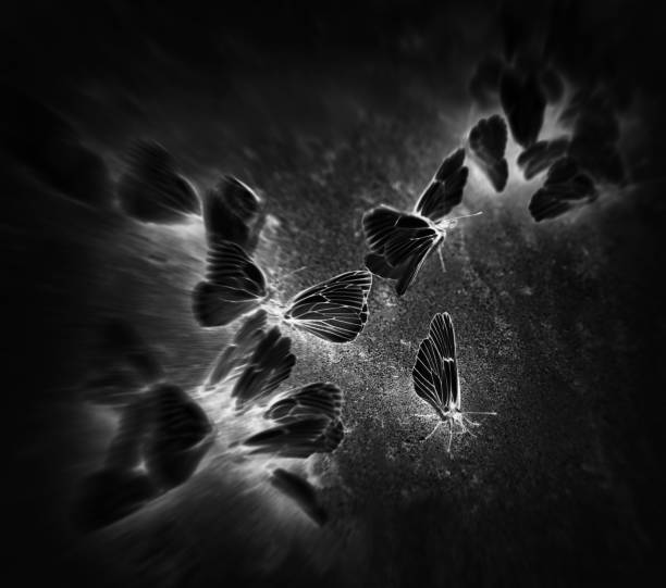 istock Square black butterflies vignette motion abstraction background 639670486