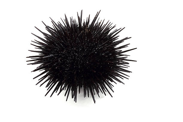Black sea urchin Fresh sea food sea urchin stock pictures, royalty-free photos & images