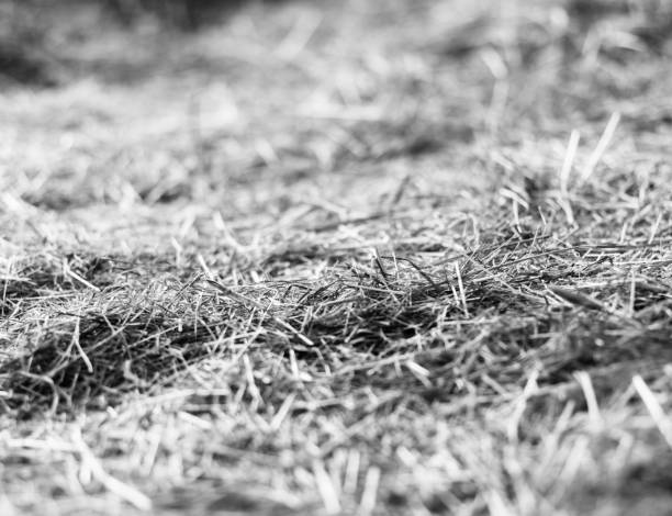 istock Horizontal black and white hay stable bokeh background backdrop 639671648