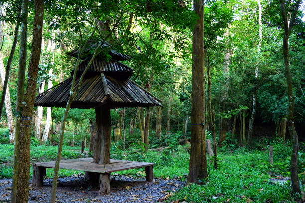 chair made from stump in forest