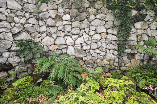 Backdrop of gray stones wall with green climber. Floor decorated by green tree and bush.