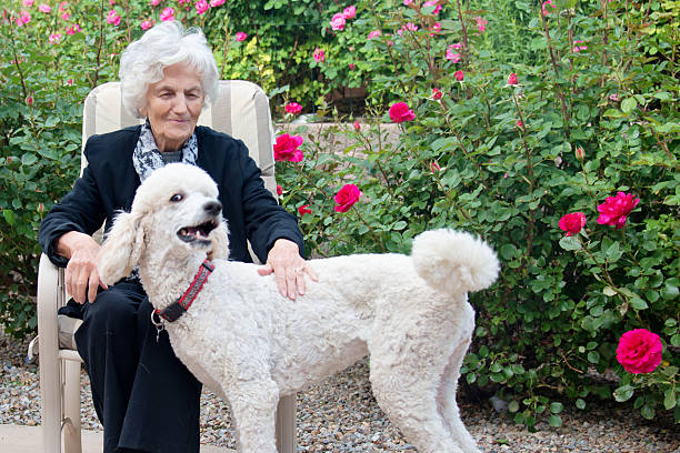 istock Affectionate senior woman playing with dog 639673130