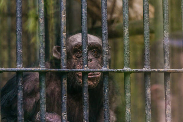 istock Monkey in a cage at the zoo. 639673556