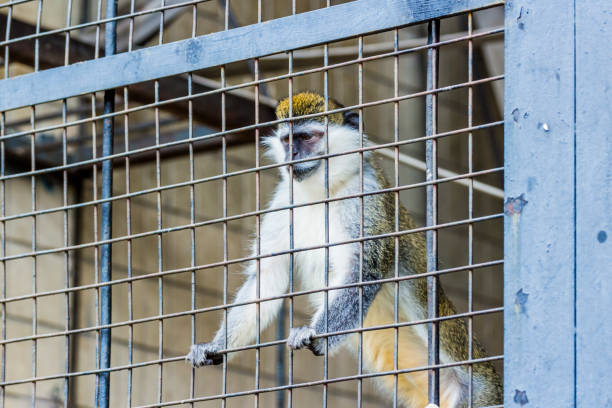 istock Monkey in a cage at the zoo. 639673652