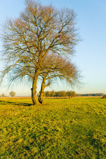 istock Two bare trees with whimsical branches in warm afternoon sunligh 639673770