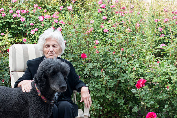 istock Affectionate senior woman playing with dog 639674038