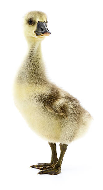 istock Little gosling isolated. 639679622