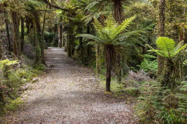 cycling track across New Zealand rainforest with silver tree ferns