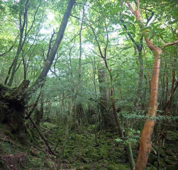 istock Yakushima green forest 639679840