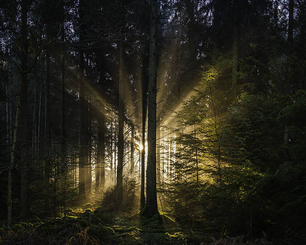 Beams of early morning sunlight streaming through the pine needles of a green forest to illuminate the soft mossy undergrowth in this idyllic woodland glade.