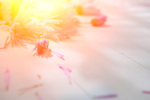 valentine background : Flowers on wood background